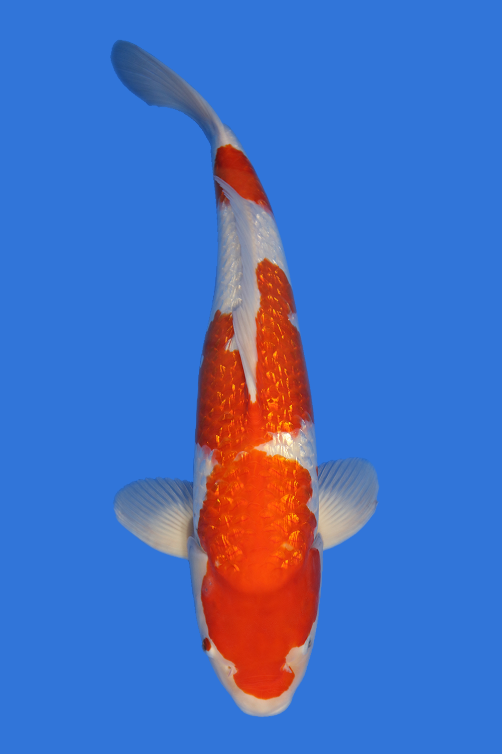 Gin Rin Kohaku-High Quality - Grand Koi, LLC