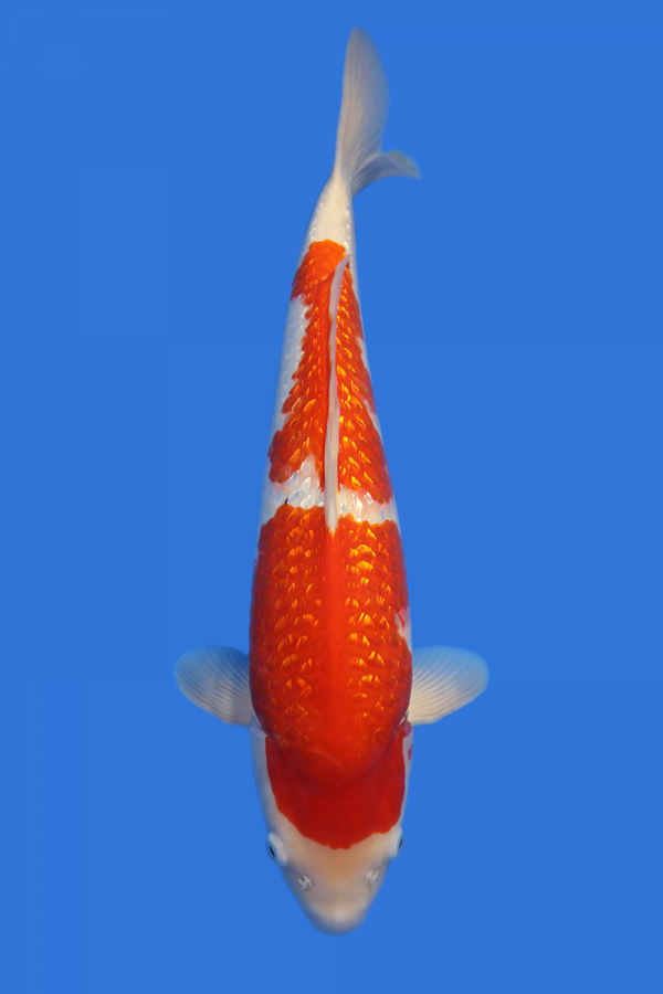 Gin Rin Kohaku-High Quality - Grand Koi, LLC