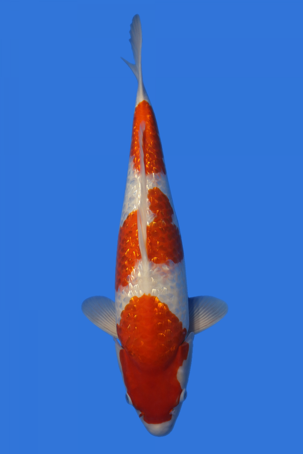 Gin Rin Kohaku-High Quality - Grand Koi, LLC