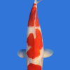 Maruten Kohaku-High Quality