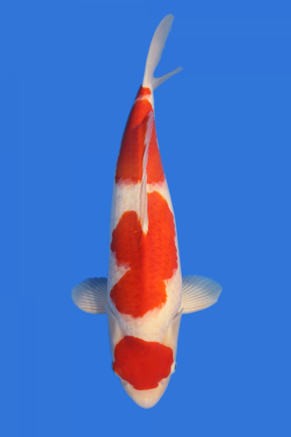 Maruten Kohaku-High Quality