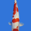 Maruten Kohaku-High Quality