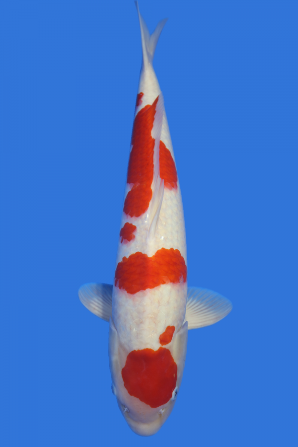 Maruten Kohaku-High Quality