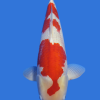 Maruten Kohaku-High Quality