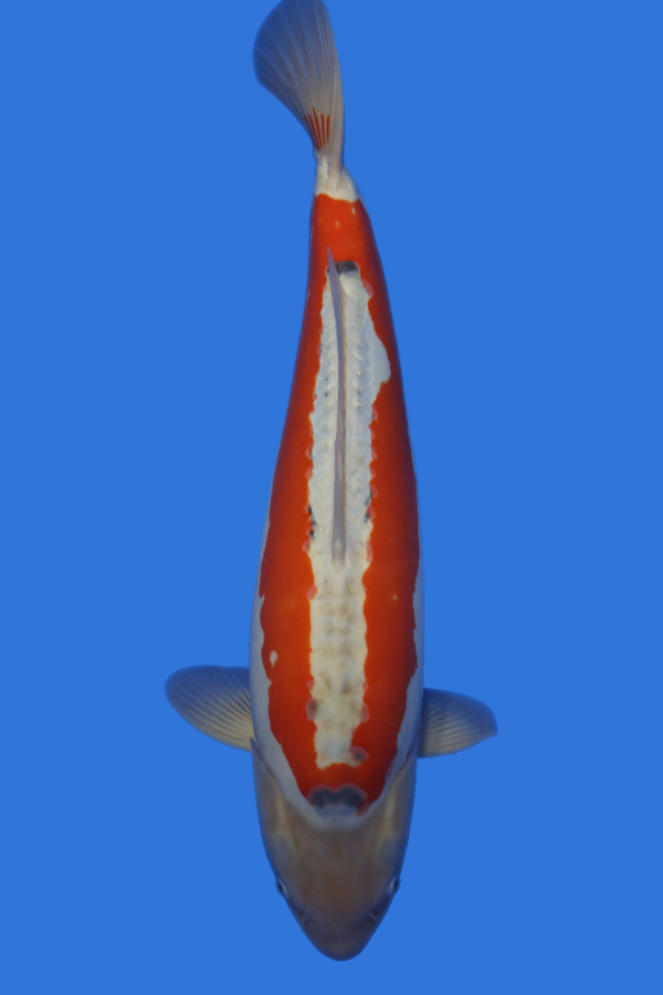 Shusui- SOLD - Grand Koi, LLC