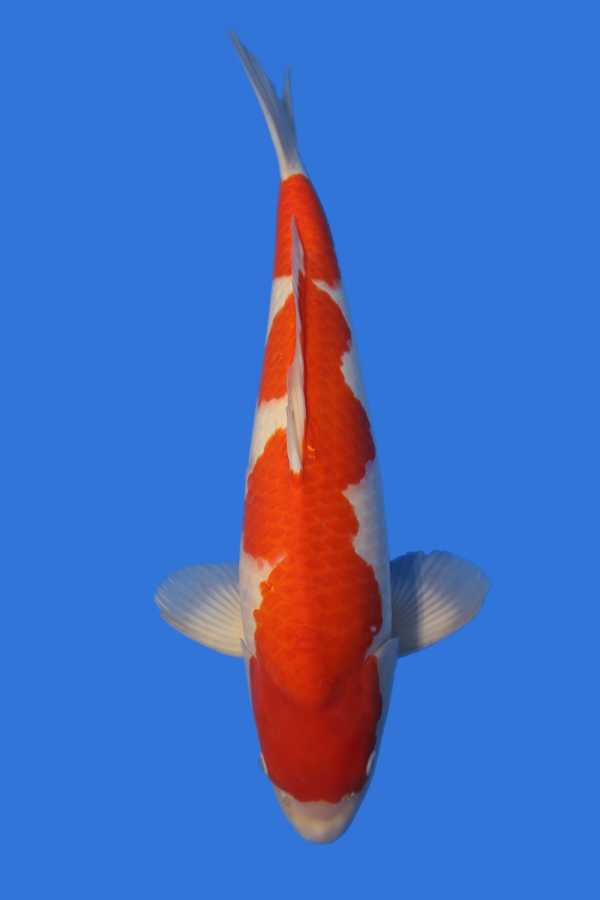 Kohaku-High Quality - Grand Koi, LLC