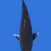 Kumonryu