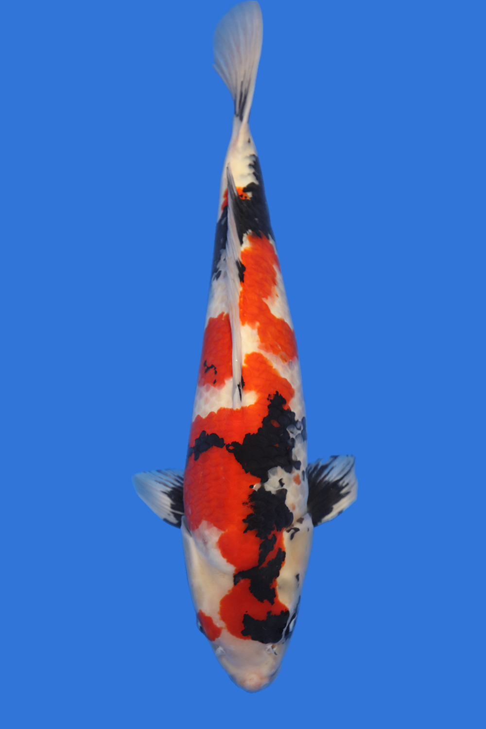 high quality koi fish