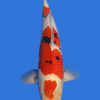Sanke-High Quality
