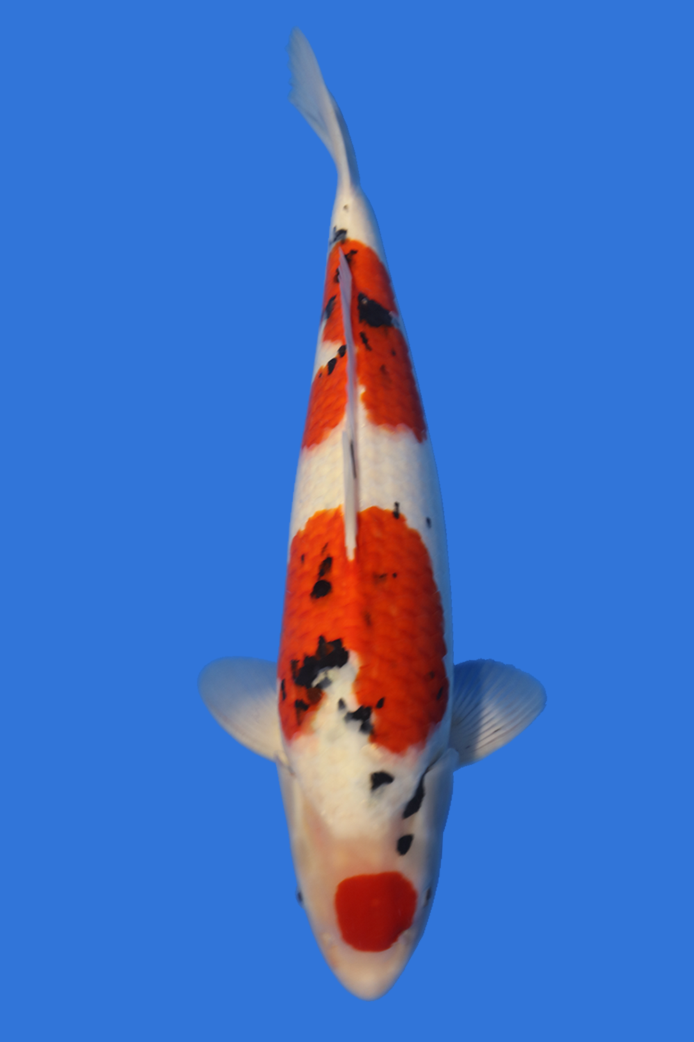 Koi Fish for Sale Koi for sale in 