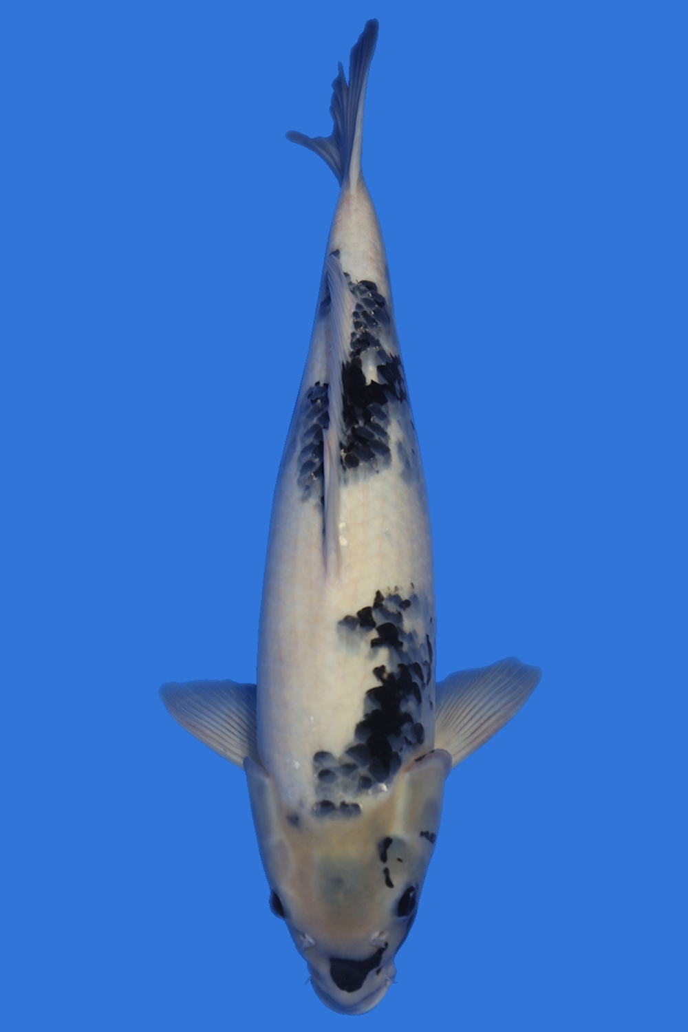 Shiro Utsuri | Shiro Utsuri Koi Fish for Sale