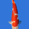 Maruten Kohaku-High Quality