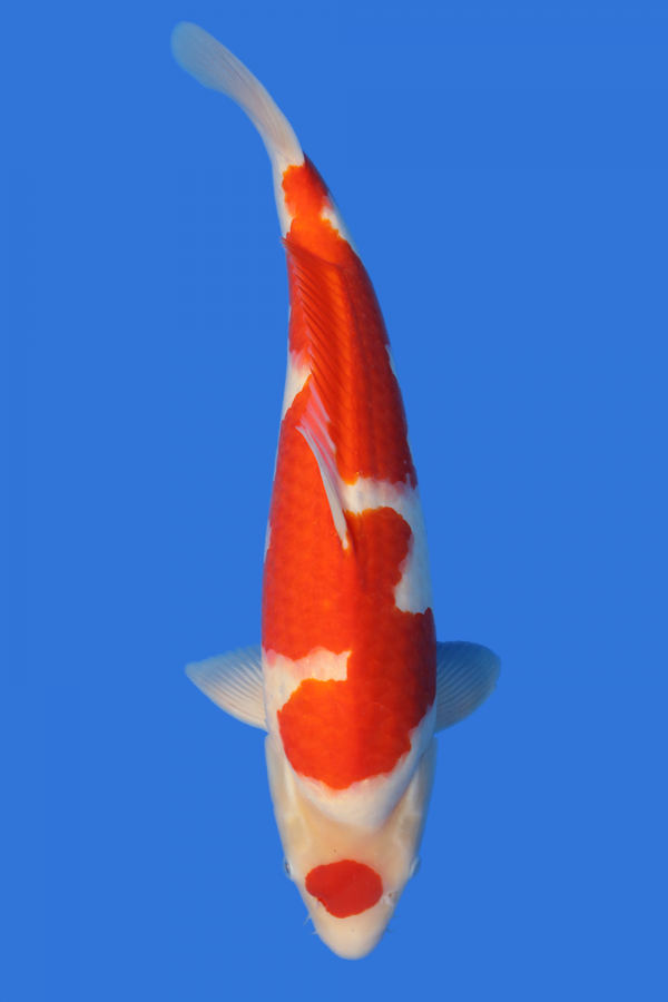 Maruten Kohaku-High Quality
