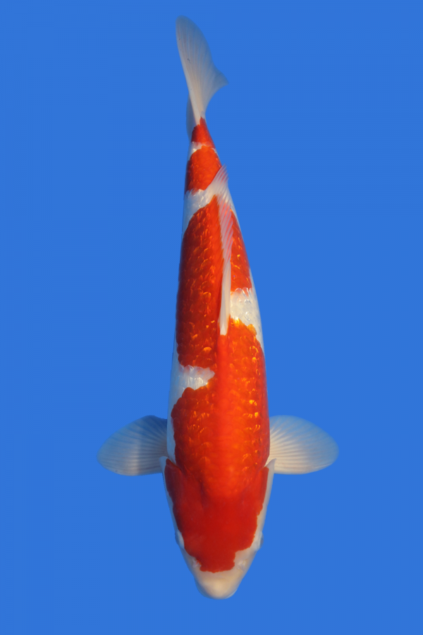 Gin Rin Kohaku-High Quality - Grand Koi, LLC