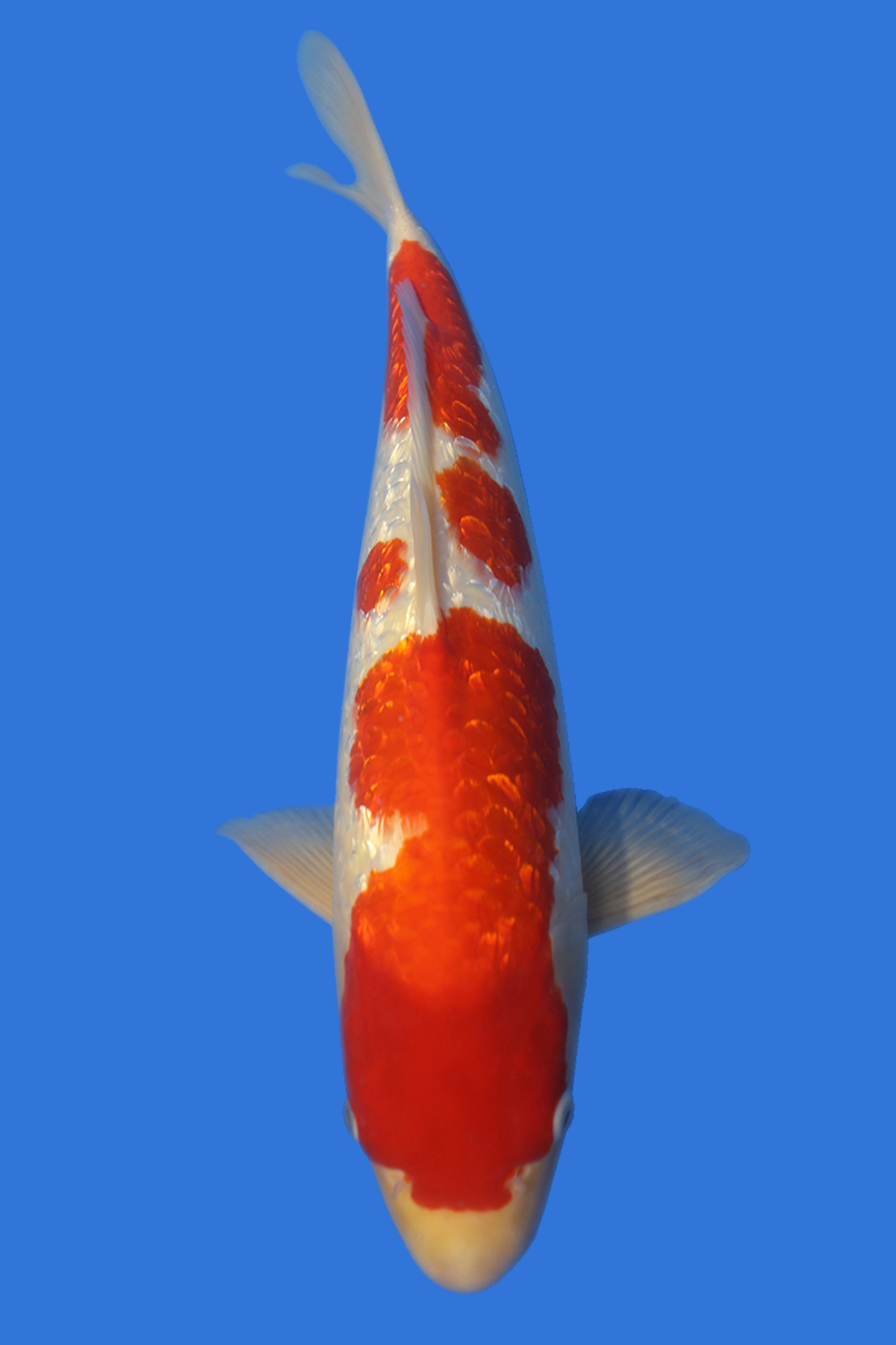 Gin Rin Kohaku-High Quality - Grand Koi, LLC