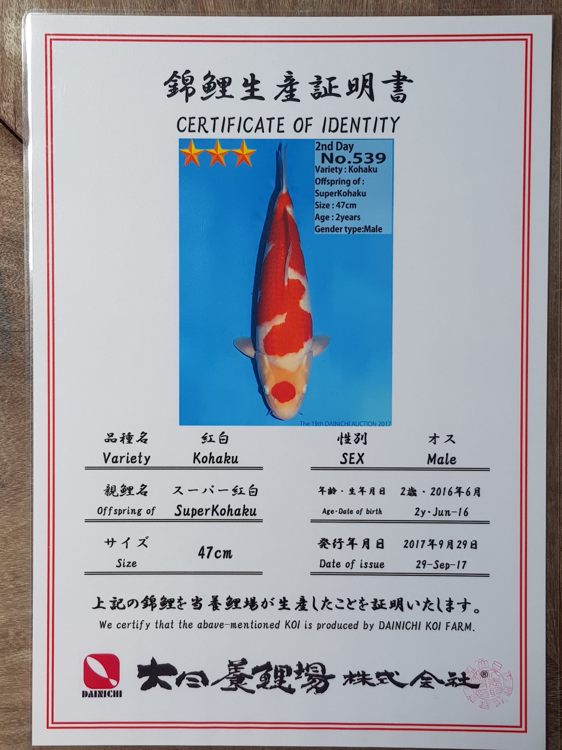 Maruten Kohaku-High Quality - Grand Koi, LLC