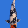 Tancho Showa