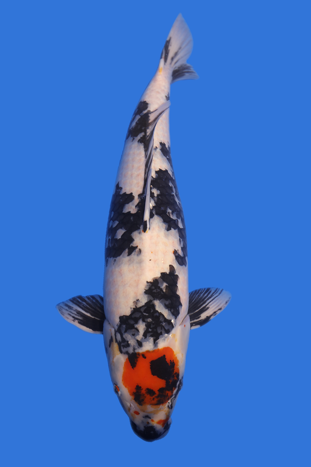 Tancho Showa - Grand Koi, LLC