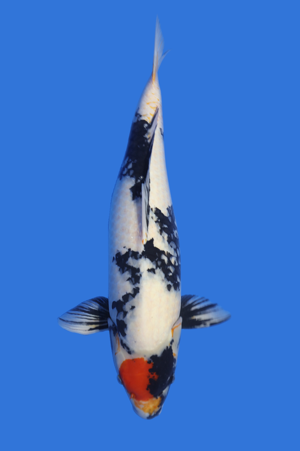 Tancho Showa - Grand Koi, LLC