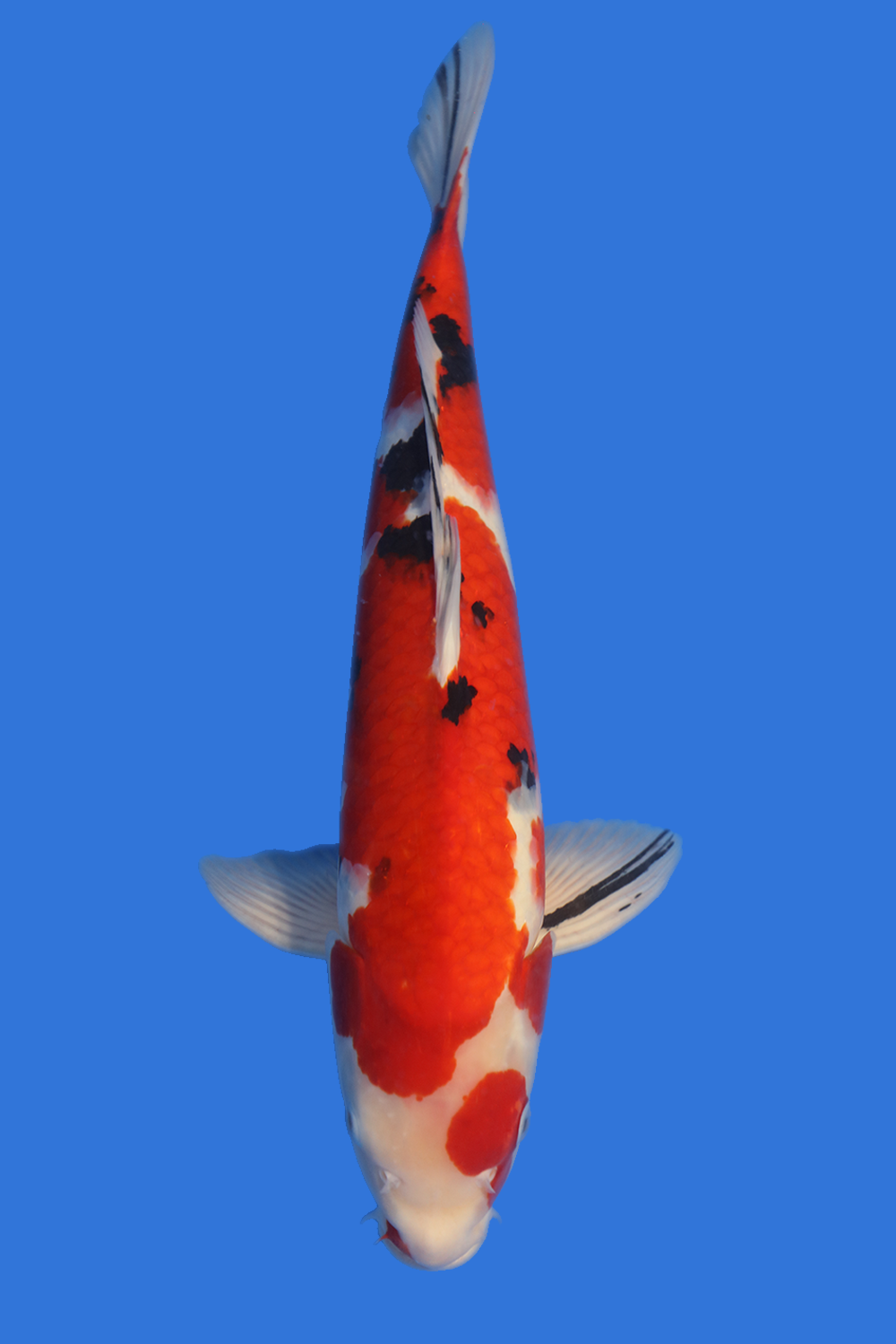 Showa-High Quality - Grand Koi, LLC