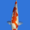 Maruten Kohaku