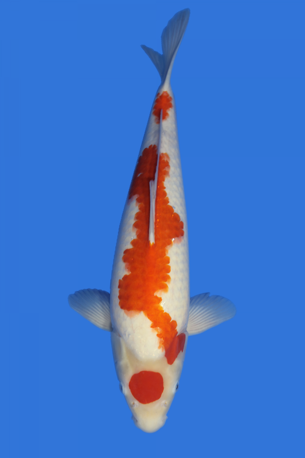 Maruten Kohaku