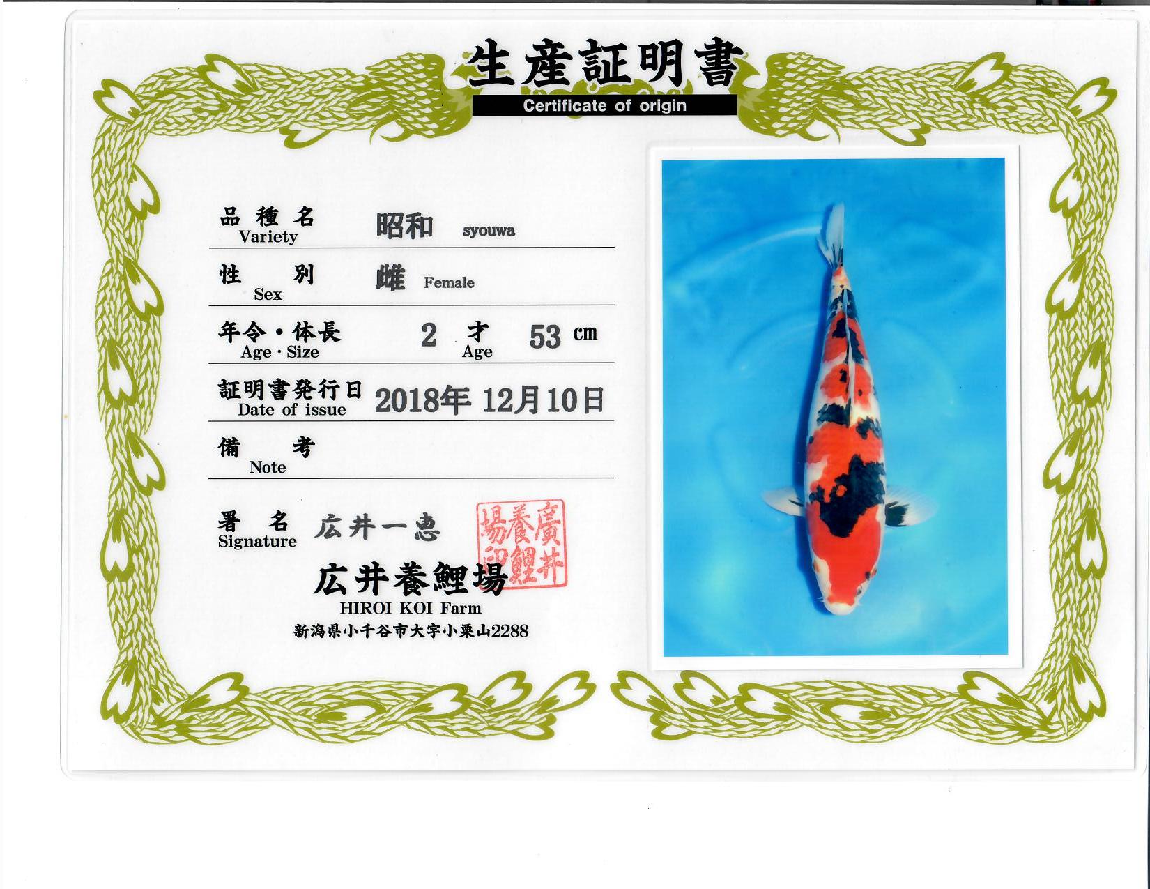 Showa High Quality - Grand Koi, LLC