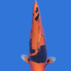 Beni Kumonryu