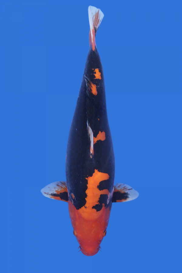Beni Kumonryu