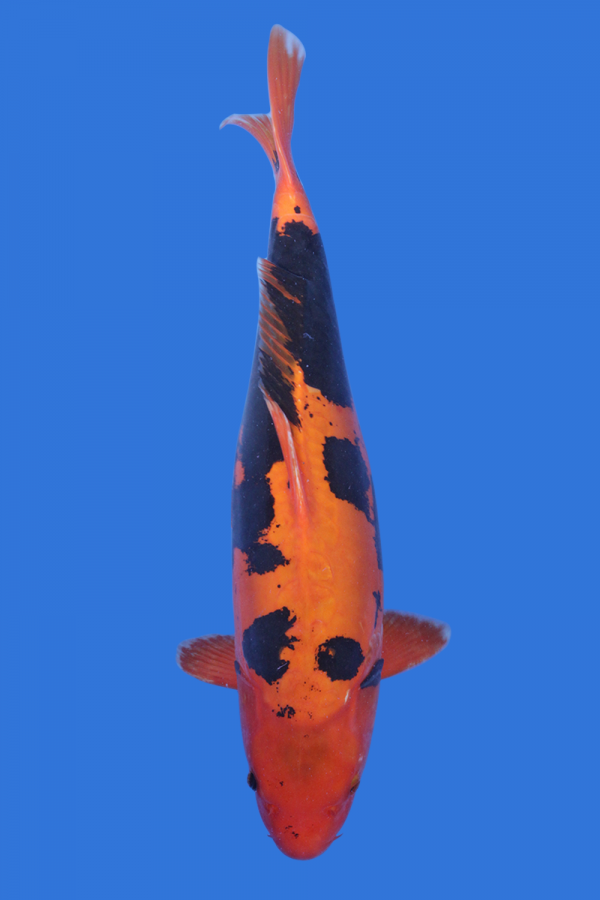 Beni Kumonryu