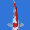 Doitsu Kohaku