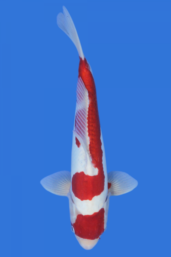 Doitsu Kohaku