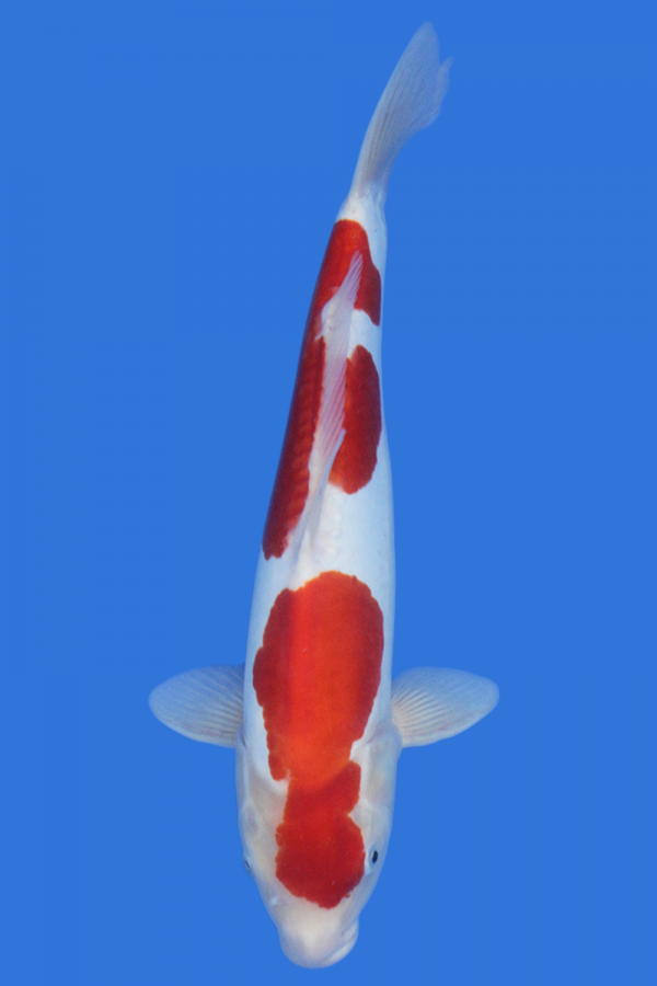 Doitsu Kohaku