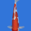 Doitsu Kohaku