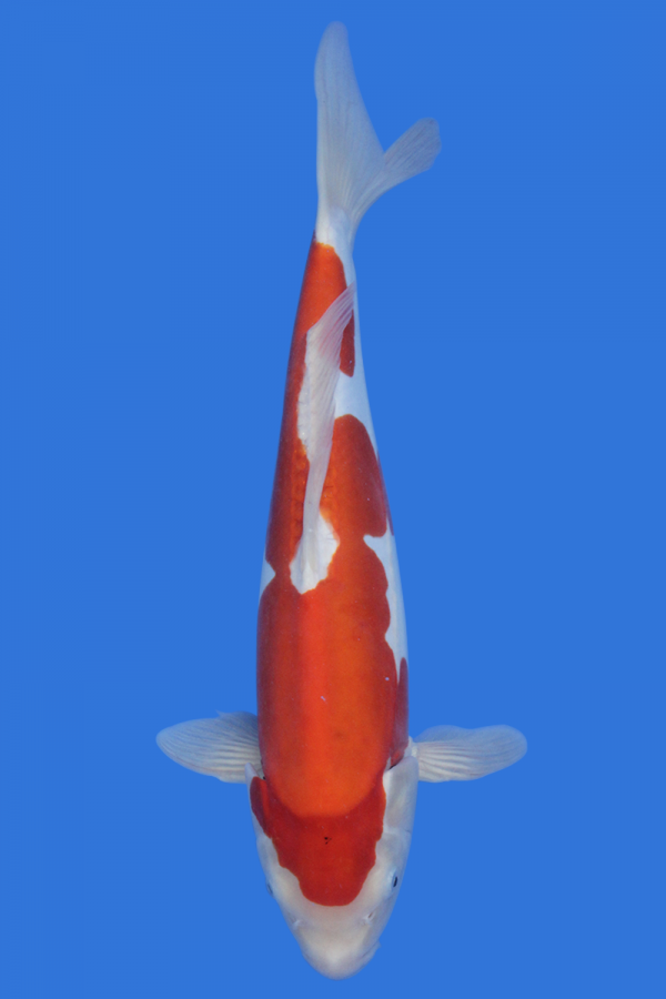 Doitsu Kohaku