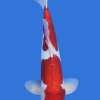 Doitsu Kohaku