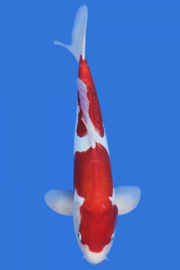 Doitsu Kohaku
