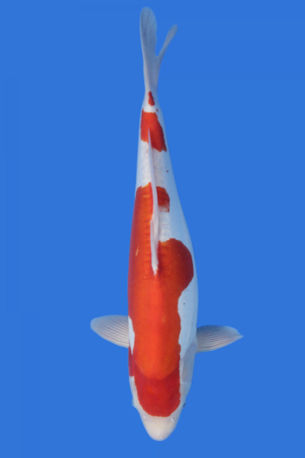 Doitsu Kohaku