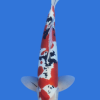Doitsu Sanke