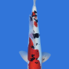 Doitsu Sanke
