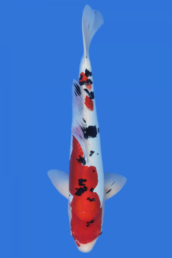 Doitsu Sanke