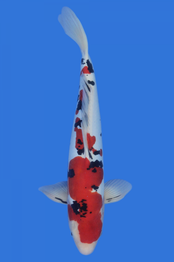 Doitsu Sanke