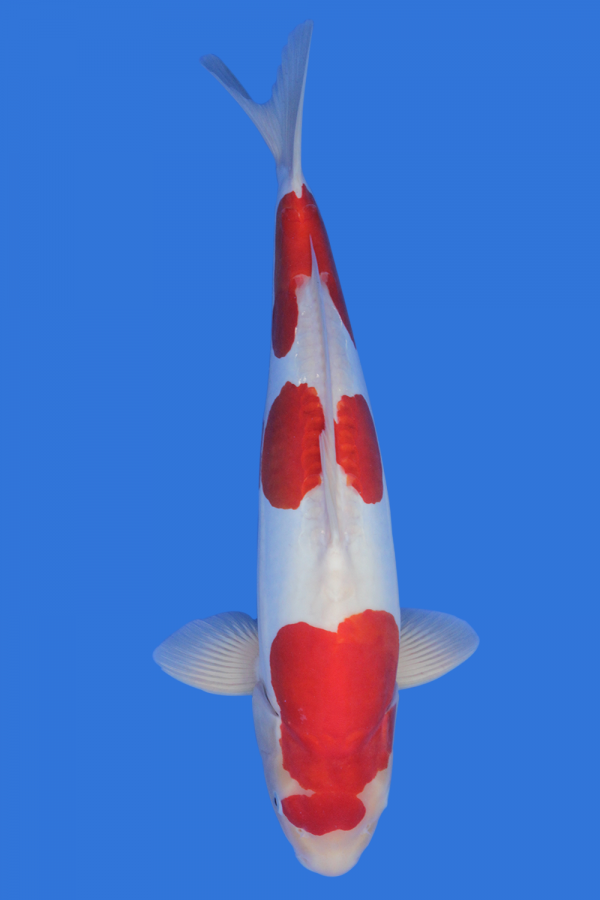 Doitsu Kohaku