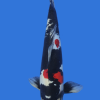 Doitsu Showa