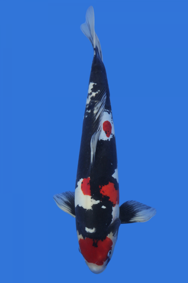 Doitsu Showa