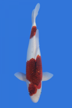 Goromo