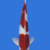Goromo