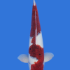 Goromo