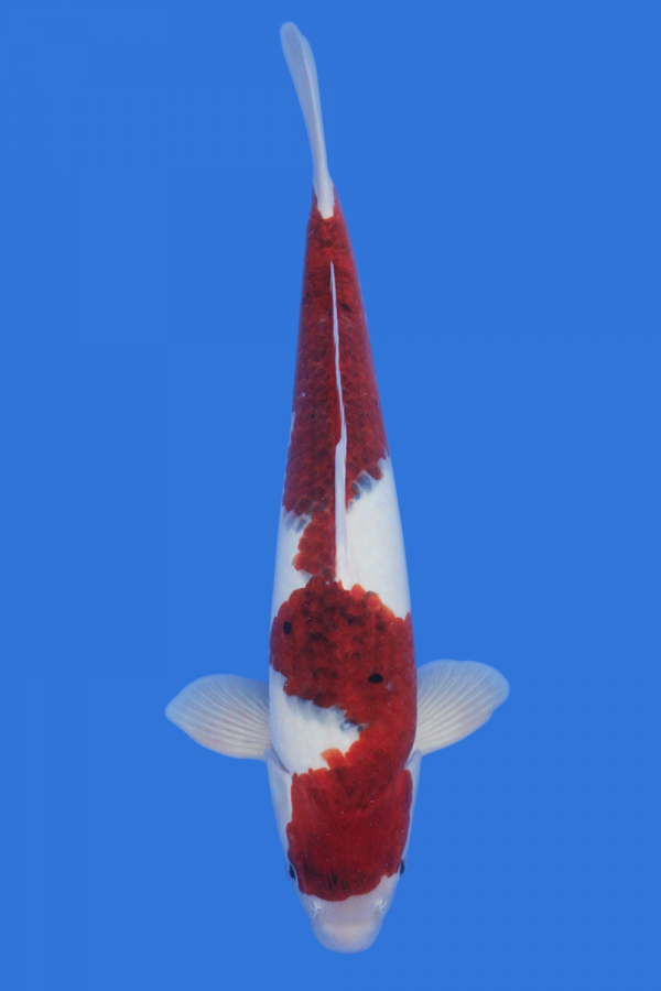 Goromo