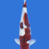 Goromo
